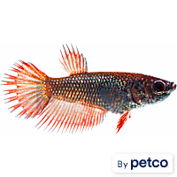 Female Crowntail Betta