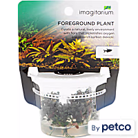 Bucephalandra sp. "Kapuas Brownie Ghost" - Tissue Culture Aquarium Plant