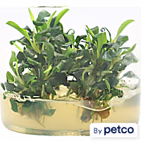 Bucephalandra sp. "Green" - Tissue Culture Aquarium Plant