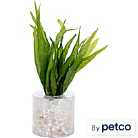 Microsorium pteropus "Narrow leaf" - Aquarium Tube Plant