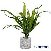 Microsorium pteropus "Trident" - Aquarium Tube Plant