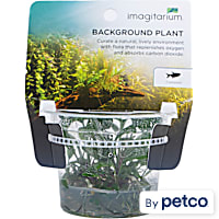 Anubias Gigantea Tissue Culture