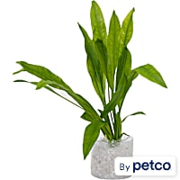 Amazon Sword (Echinodorus Sp. "Amazonicus") - Aquarium Tube Plant