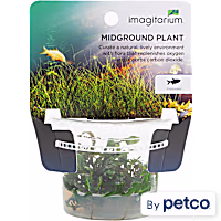 Hygrophila pinnatifida - Tissue Culture Aquarium Plant