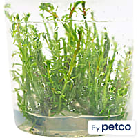 Rotala wallichii - Tissue Culture Aquarium Plant