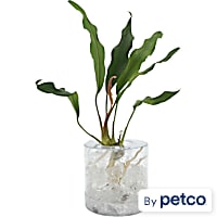 Anubias sp. "Frazeri" - Aquarium Tube Plant