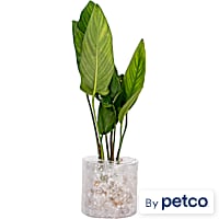 Anubias sp. "Gigantea" - Aquarium Tube Plant