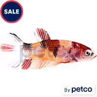 Female Koi Betta