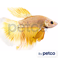 Male Rose Gold Betta