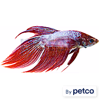 Male Dragonscale Betta