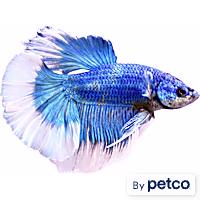 Male Butterfly Betta