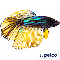 Male Bumblebee Betta