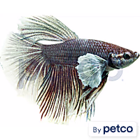 Male Pink Orchid Betta