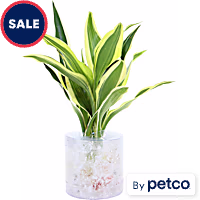 Dracaena sanderiana "White Ribbon" - Terrarium Tube Plant