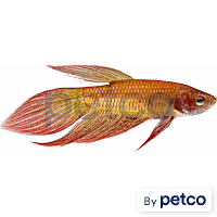 Male Betta