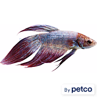 Male Cambodian Veiltail Betta