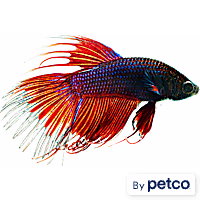 Male Red Crowntail Betta