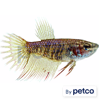 Female Red Crowntail Betta