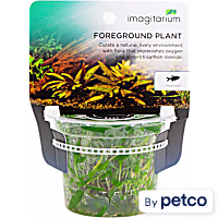 Cryptocoryne wendtii "Green" - Tissue Culture Aquarium Plant