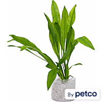 Amazon Sword (Echinodorus Sp. "Amazonicus") - Aquarium Tube Plant