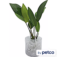 Congo Anubias (Anubias sp. "Heterophylla") - Aquarium Tube Plant