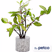 Hygrophila corymbosa "Compact" - Aquarium Tube Plant