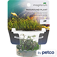 Hygrophila pinnatifida - Tissue Culture Aquarium Plant