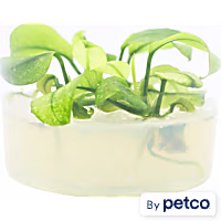 Anubias Pinto Tissue Culture
