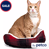 EveryYay Essentials Step-In Cat Bed