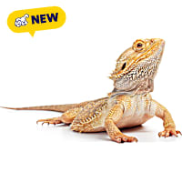 Standard Bearded Dragon (Pogona vitticeps)