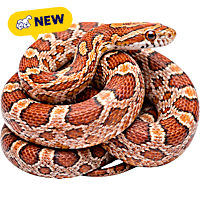 Corn Snake (Pantherophis guttatus)