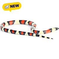 Apricot Pueblan Milk Snake