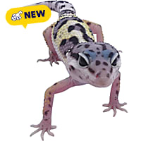 Leopard Gecko (Eublepharis macularius)
