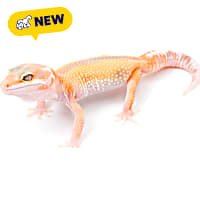 Albino Leopard Gecko