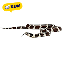 Eastern Kingsnake