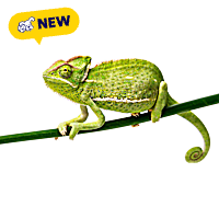 Veiled Chameleon (Chamaeleo calyptratus)