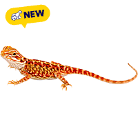 Super Red Bearded Dragon