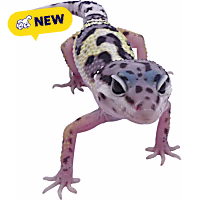 Leopard Gecko (Eublepharis macularius)