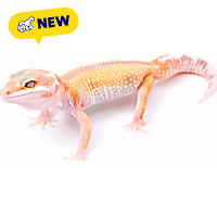 Albino Leopard Gecko