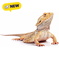 Standard Bearded Dragon (Pogona vitticeps)