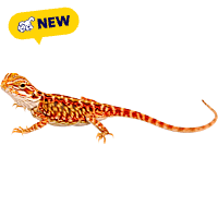 Super Red Bearded Dragon