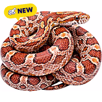 Corn Snake (Pantherophis guttatus)