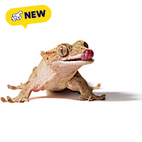 Crested Gecko (Correlophus ciliatus), 4-5" L