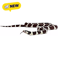 Eastern Kingsnake