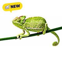 Veiled Chameleon (Chamaeleo calyptratus)