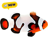 ORA Mocha Gladiator Clownfish