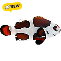 ORA Mocha Storm Clownfish