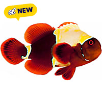 ORA Premium Goldflake Maroon Clownfish