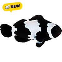 ORA Black Snowflake Clownfish