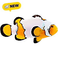 ORA Premium Snowflake Clownfish